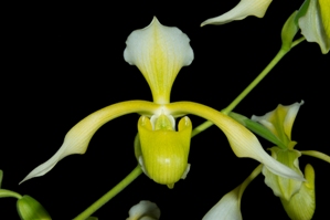 Paphiopedilum lowii Verdigris Ice AM/AOS 82 pts.